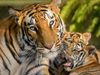Tiger test positive for coronavirus at newyork zoo, U.S 