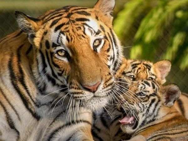 Tiger test positive for coronavirus at newyork zoo, U.S 