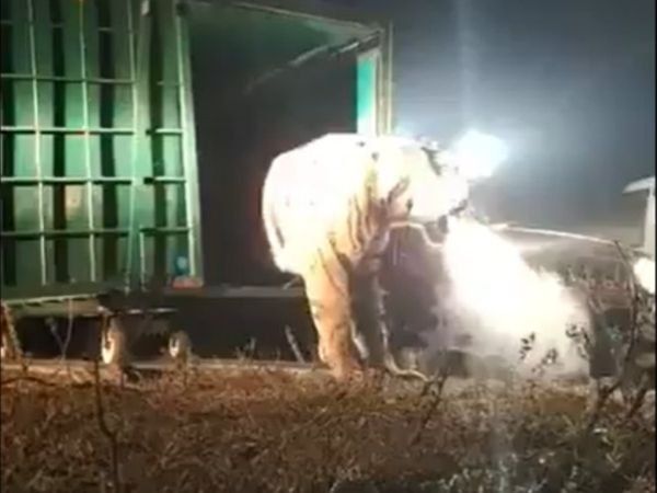 Is this tigress from Bandhavgarh smoking