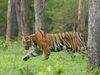 Jharkhand ranchi man jumped in tigress yard at zoo killed after attack by animal
