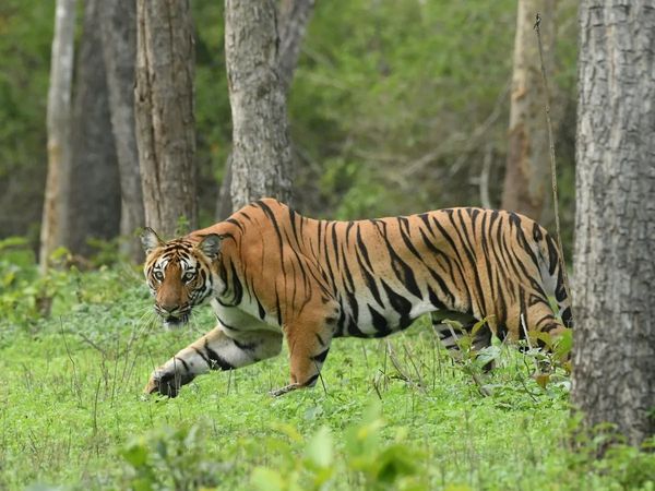 Jharkhand ranchi man jumped in tigress yard at zoo killed after attack by animal