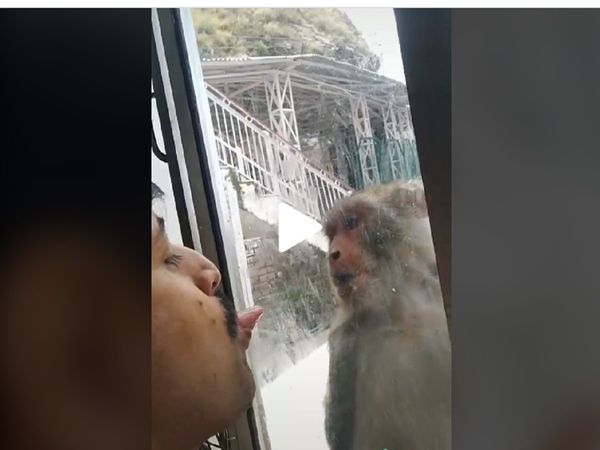 ख‍िड़की से बंदर को चिढ़ा रहा था शख्‍स, फिर हुआ कुछ ऐसा, Viral TikTok Video