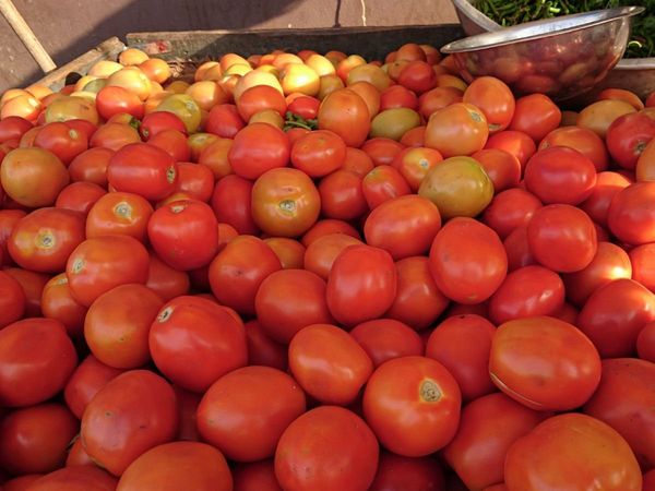 tomato, pakistan, world news