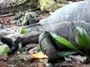Viral Video Giant tortoise attack on sea bird watch shocking viral video