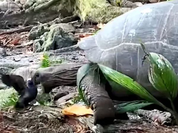 Viral Video Giant tortoise attack on sea bird watch shocking viral video