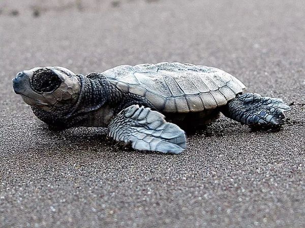 दूल्हे ने दहेज में मांगा 21 नाखूनों वाला कछुआ, लैब्रा कुत्ता