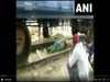 गुजर गई पूरी ट्रेन लेकिन बच गई जान, मामला कैमरे में कैद, देखें [VIDEO]