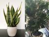 air purifying plants