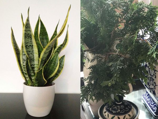 air purifying plants air purifying plants