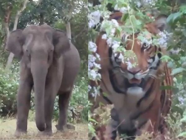 झाड़ी में छिपकर कुछ इस तरह शिकार पर नजर बनाए था टाइगर, वायरल हुआ आनंद महिंद्रा का शेयर किया वीडियो