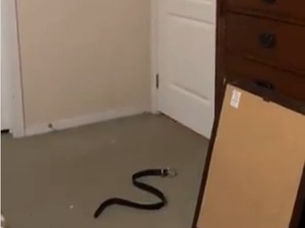 दरवाजे पर 'सांप' देख तलवार से वार करने लगा शख्‍स, बाद में पता चला पत्‍नी ने किया था प्रैंक [Video]