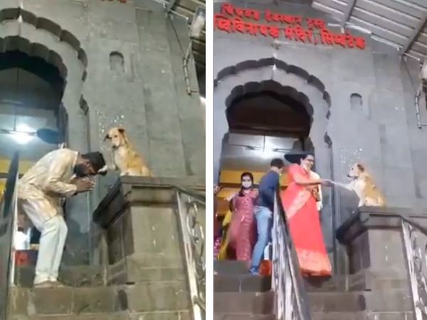 मंदिर से बाहर आते श्रद्धालुओं को मिला कुत्‍ते का 'आशीर्वाद', हाथ भी मिलाया, देखें इंटरनेट पर वायरल वीडियो