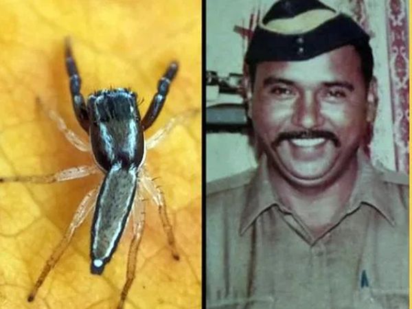 New spider species, Icius Tukarami, named after 26/11 braveheart cop Tukaram Omble 