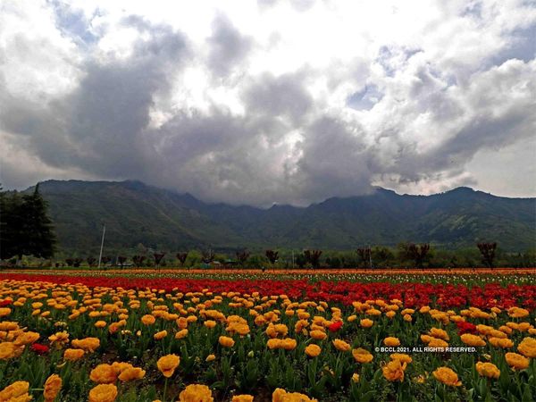 आज से खुलेगा कश्मीर का मशहूर ट्यूलिप गार्डन, जानिए खूबसूरत ट्यूलिप की खासियत [PICS]
