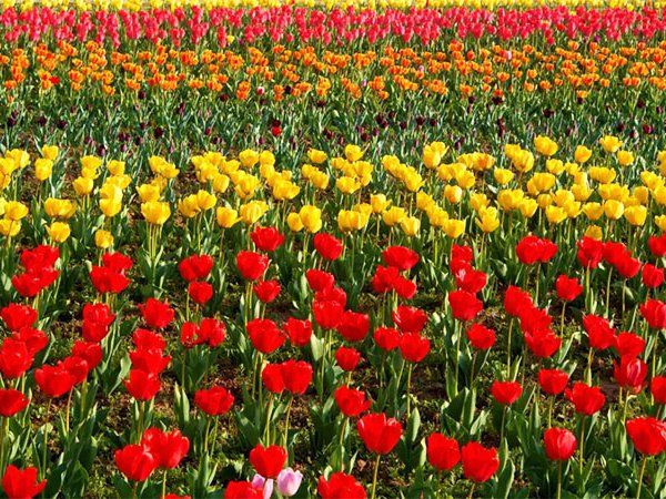 Tulip Garden Srinagar