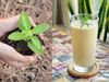 Tulsi Milk Benefits