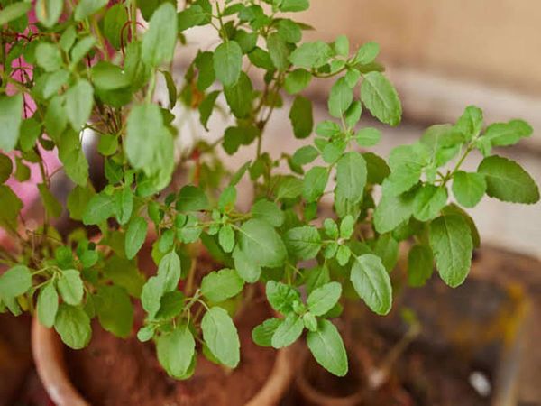 Tulsi Plant