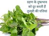 Tulsi Leaves For Chandra Grahan