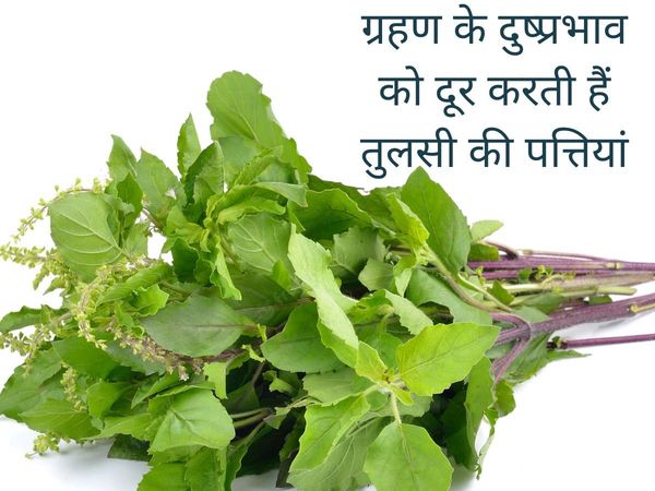 Tulsi Leaves For Chandra Grahan