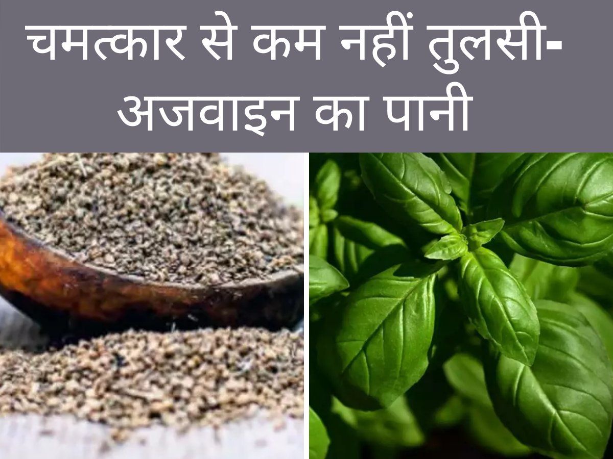 Weight loss drink at home Tulsi Ajwain water गजब का फायदेमंद है तुलसी और अजवाइन का पानी, देखें
