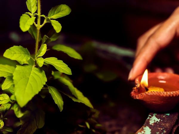 tulsi vivah