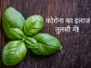 Tulsi ke fayde holy basil Leaves boost immunity in body can be used to stay safe from viruses flu Corovirus infections 