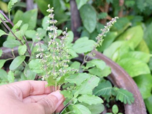 tulsi mantra chanting for fulfilling the wishes, auspicious tulsi mantra for wishes and blessings of god and goddess