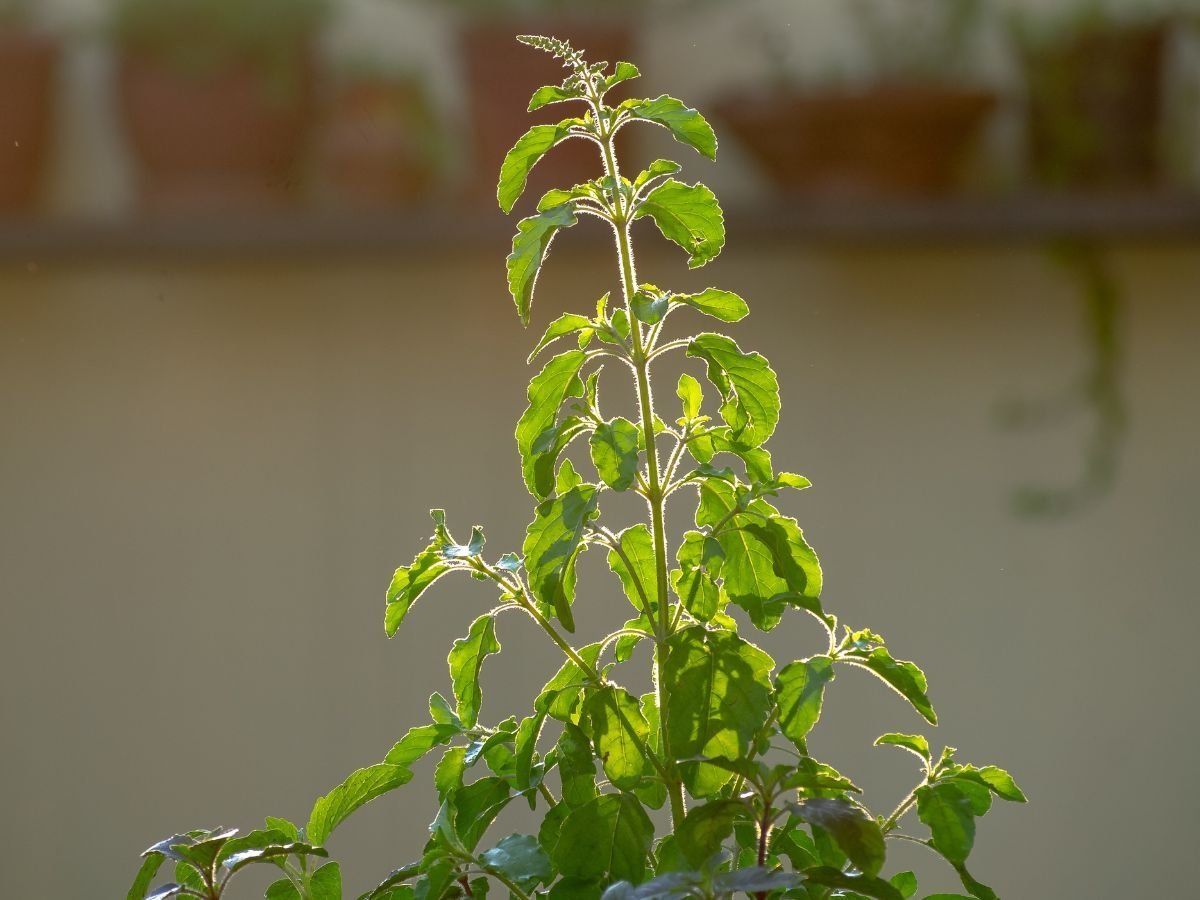 Tulsi Mantra: तुलसी तोड़ने से पहले जरूर करें इन तीन सरल मंत्रों का जाप, नहीं लगेगा किसी भी तरह का दोष