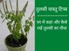 घर में कहां और कैसे लगाना चाह‍िए तुलसी का पौधा