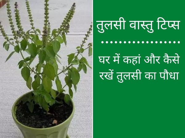 Tulsi Plant vastu tips ghar mein tulsi ka paudha kahan kaise rakhein 