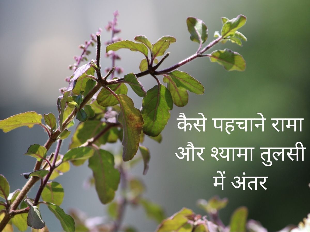 Know difference and importance between rama and shyama tulsi or