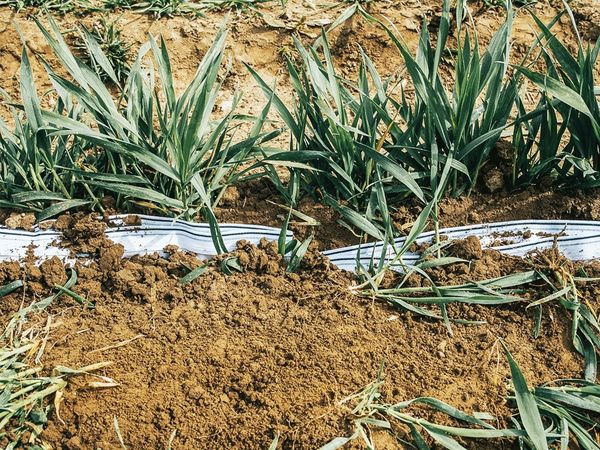 Underwear in Switzerland