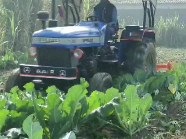 कृषि कानूनों के खिलाफ आया यूपी का ये किसान, कौड़ी के भाव बिक रहे थे गोभी, सबको कर दिया नष्‍ट