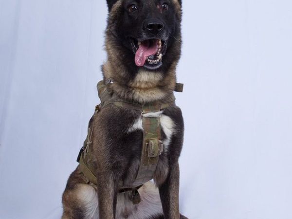 बगदादी के खिलाफ अभियान में जख्‍मी 'वंडरफुल डॉग' के साथ ट्रंप ने दिए पोज, देखें तस्‍वीर