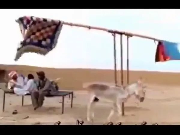 Use of Donkey: यह जुगाड़ तो खास है, गर्मी को मात देने के लिए गधे का इस्तेमाल