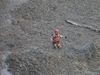Uttarakhand flood See these 10 photos of rescue operation and ITBP personnel