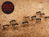 Know the signs of ants according to Vastu, वास्तु के अनुसार जानें चीटिंयों का संकेत