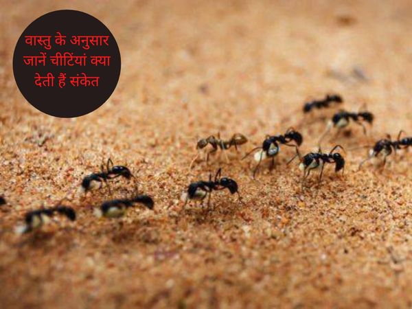 Know the signs of ants according to Vastu, वास्तु के अनुसार जानें चीटिंयों का संकेत