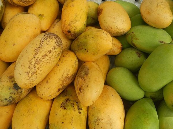 varieties of mango