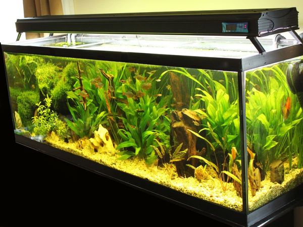 Fish Aquarium Vastu Tips