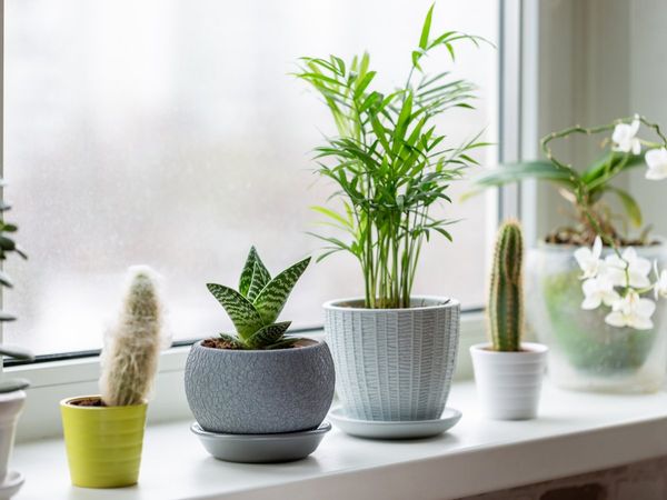 Placements of plants, vastu tips for placements of plants, पौधे लगाने के वास्तु टिप्स, घर के बगीचे के लिए वास्तु टिप्स, वास्तु टिप्स फॉर प्लांट्स,