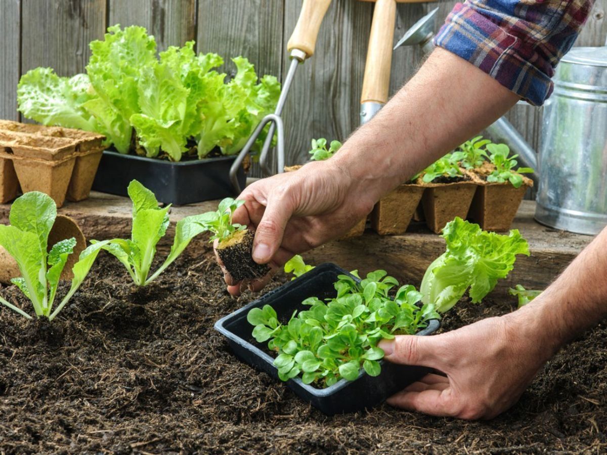 Gardening Tips: घर में ही आसान तरीके से उगा सकते हैं ये 3 सब्जियां, आज ही करें ट्राई