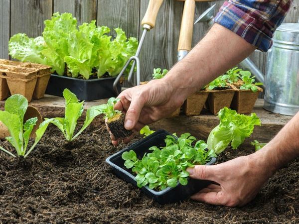 Grow Vegetable Tips