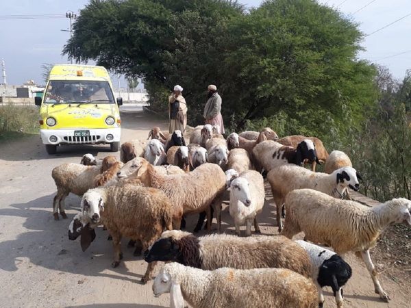 Call now and get treatment of animals