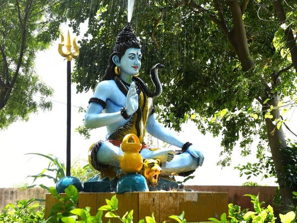 Vine Root Importance