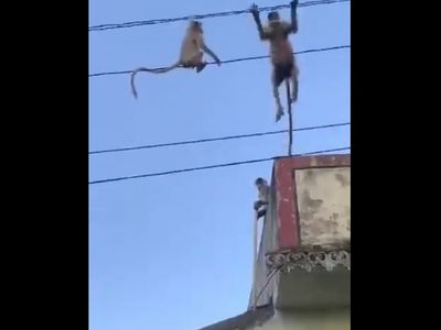 Viral video Viral video