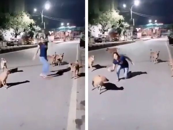 ...जब कुत्‍तों के सामने नाची 'बसंती', सोशल मीडिया पर छाया वीडियो, लोगों ने दिए मजेदार रिएक्‍शंस