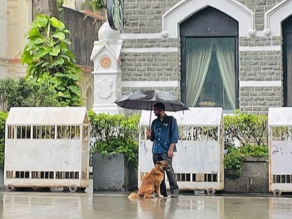 Dog Viral Pic Man sharing umbrella with dog amid rain photo goes viral
