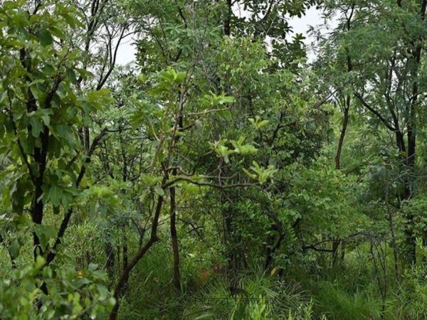 Today viral Photo Tiger hidden in forest pic can you find it