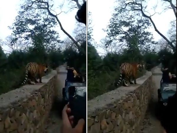 रणथंभौर : सड़क पर रुककर लेने लगे बंगाल टाइगर की तस्‍वीर, तभी हुआ कुछ ऐसा कि निकल गई चीख [Video]